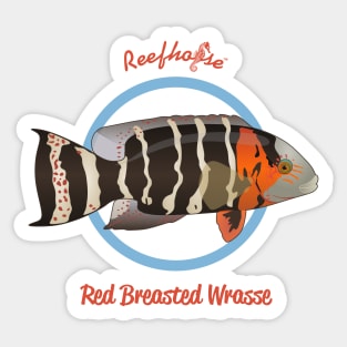 Red Breasted Wrasse Sticker
